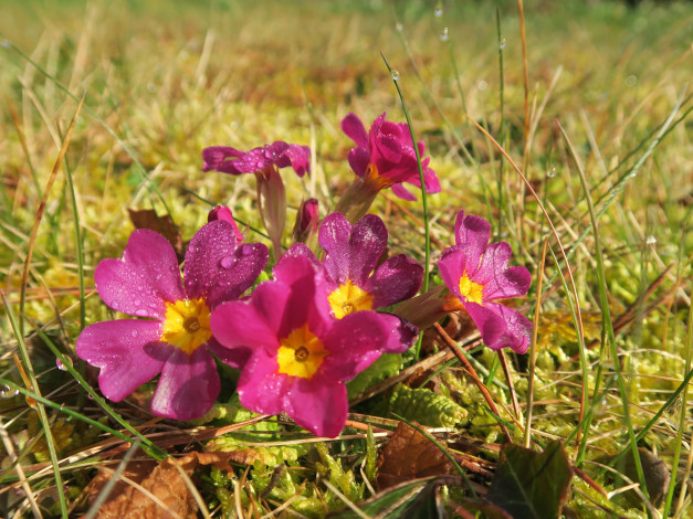 Обои картинки фото цветы, примулы