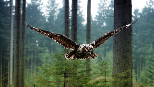 Обои картинки фото животные, совы, сова, полет, лес, деревья