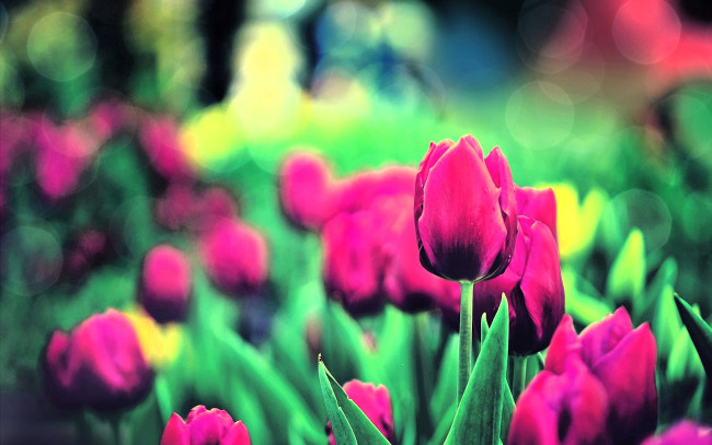 Обои картинки фото цветы, тюльпаны, розовые, сад