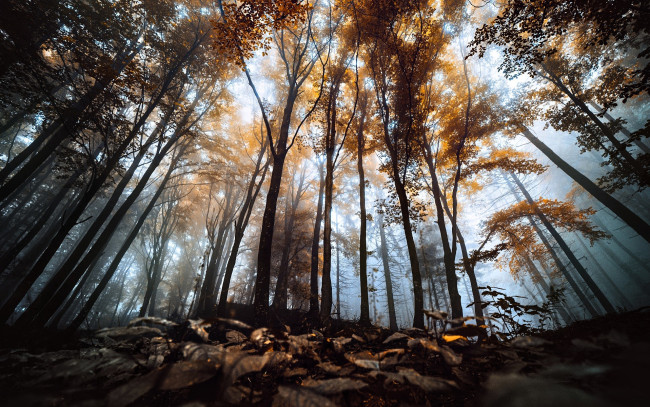 Обои картинки фото природа, лес, деревья, туман, осень, листья