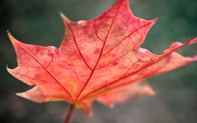 Обои картинки фото природа, листья, лист, осень, кленовый