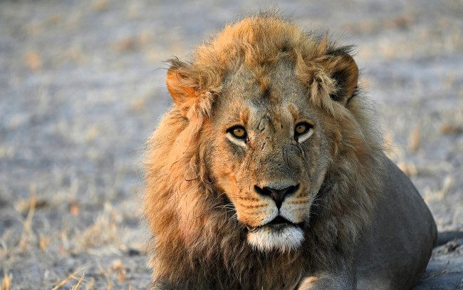 Обои картинки фото животные, львы, лев, хищник