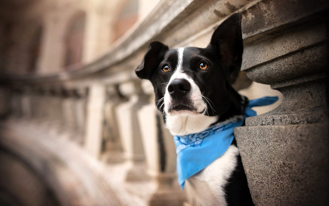 Обои картинки фото животные, собаки, собака, косынка, здание