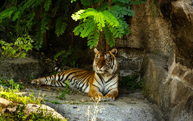 Обои картинки фото животные, тигры, тигр, камни, ветки, акация