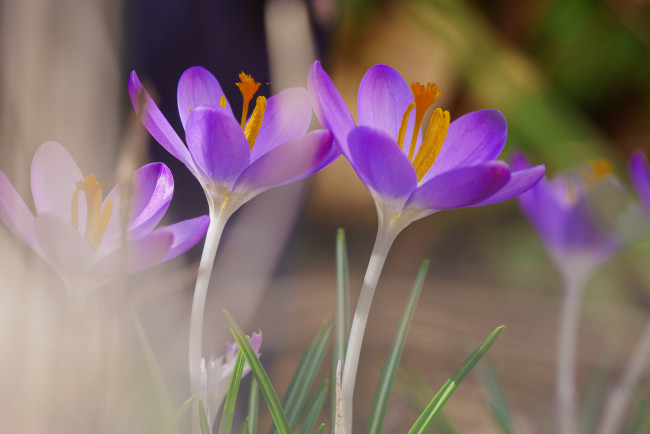 Обои картинки фото цветы, крокусы