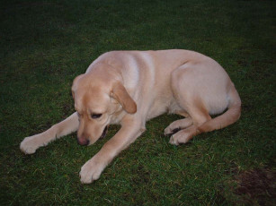 Картинка животные собаки