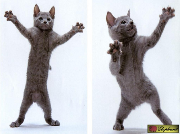 Обои картинки фото животные, коты