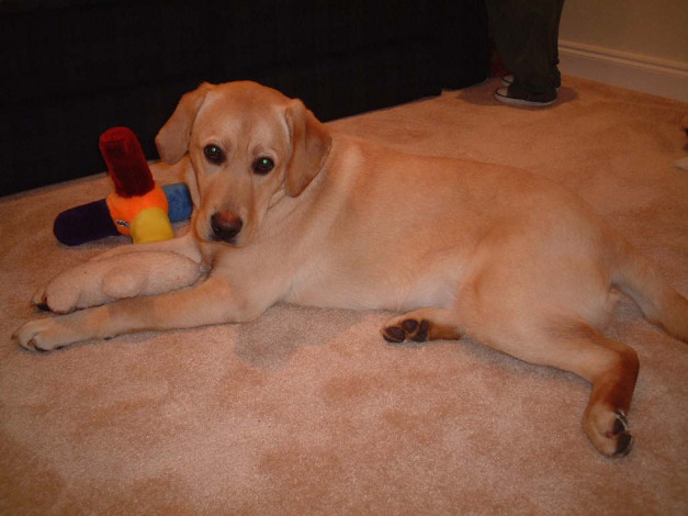 Обои картинки фото животные, собаки