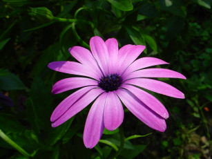 Картинка цветы диморфотеки