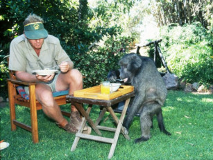 Картинка обед животные обезьяны