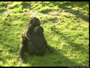 Картинка поборемся животные обезьяны