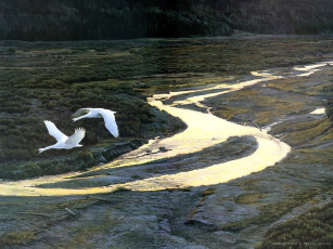 Картинка рисованные животные птицы гуси