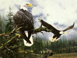 Картинка рисованные животные птицы орлы