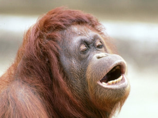 Картинка жду поцелуя животные обезьяны