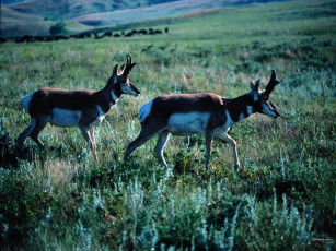 Картинка животные антилопы