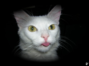 Картинка животные коты