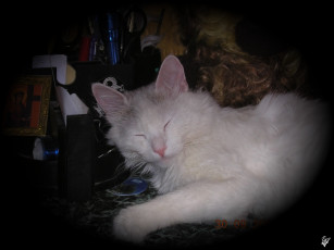 Картинка животные коты