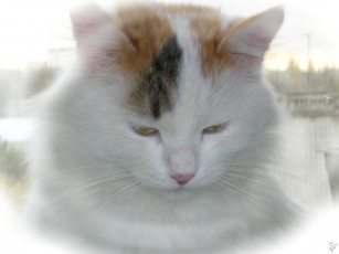 Картинка животные коты