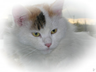 Картинка животные коты