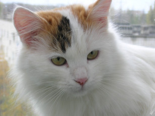 Картинка животные коты