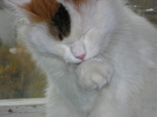 Картинка животные коты