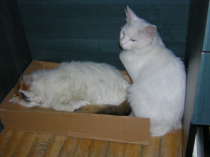 Картинка животные коты