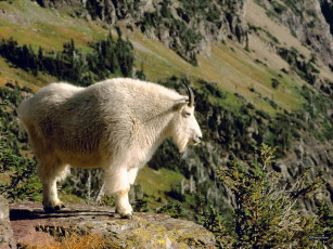 Картинка животные козы