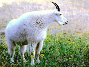 Картинка животные козы