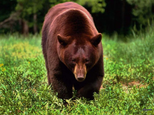 Картинка животные медведи