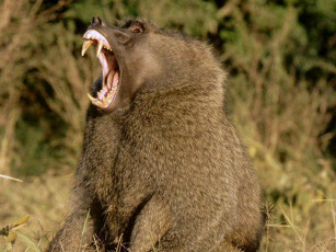 Картинка животные обезьяны