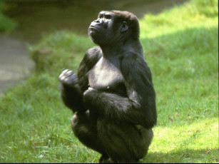 Картинка животные обезьяны