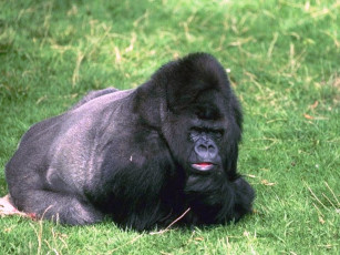 Картинка животные обезьяны