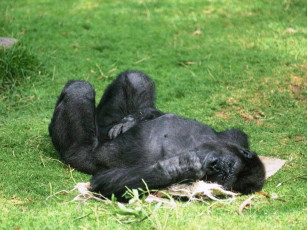 Картинка животные обезьяны