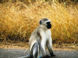 Картинка животные обезьяны