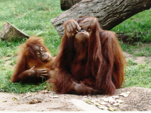 Картинка животные обезьяны