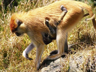 Картинка животные обезьяны