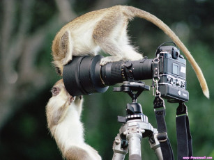 Картинка животные обезьяны