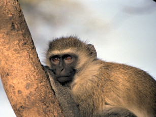 Картинка животные обезьяны