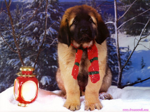 Картинка животные собаки