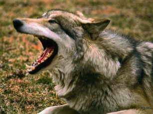 Картинка животные волки