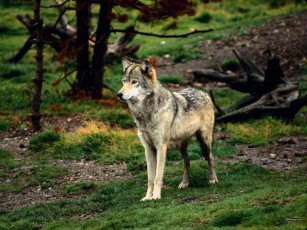 Картинка животные волки