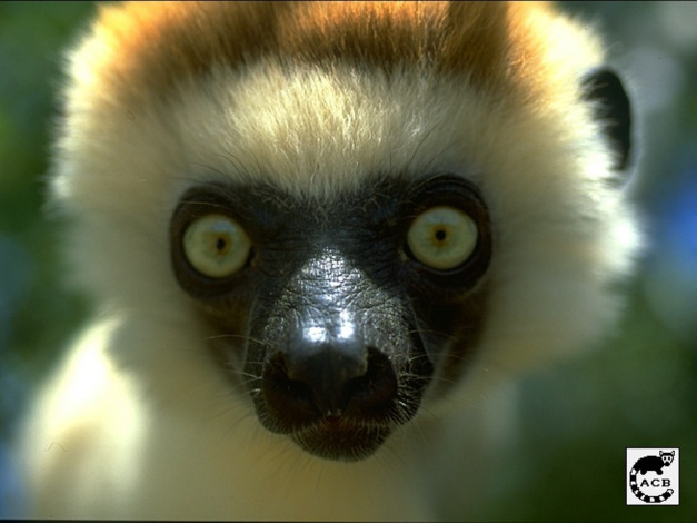 Обои картинки фото кто, это, животные, лемуры
