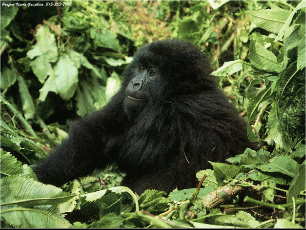 Обои картинки фото не, ждали, животные, обезьяны