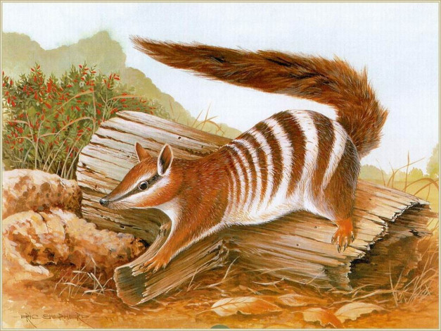 Обои картинки фото рисованные, животные