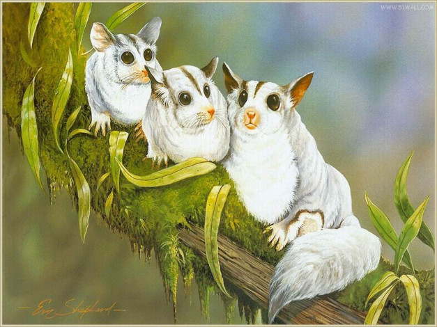 Обои картинки фото рисованные, животные