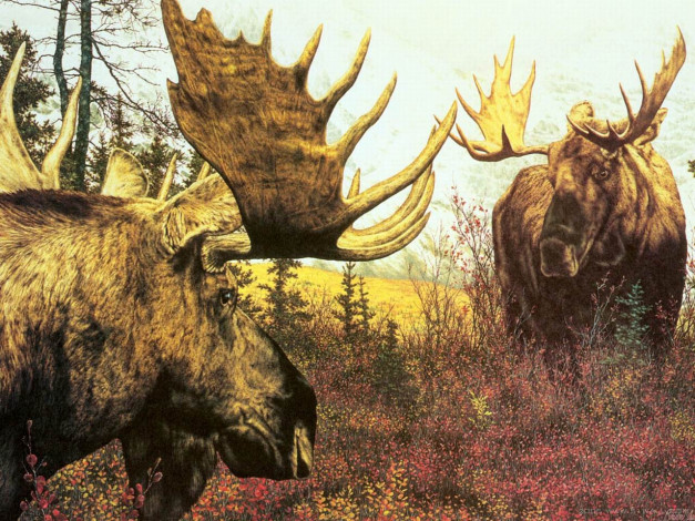 Обои картинки фото рисованные, животные, лоси