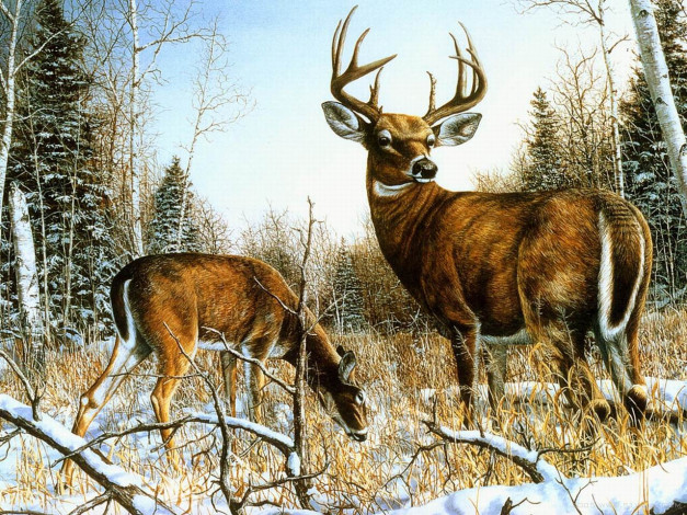 Обои картинки фото рисованные, животные, олени
