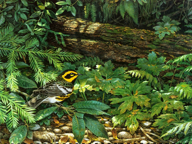 Обои картинки фото рисованные, животные, птицы