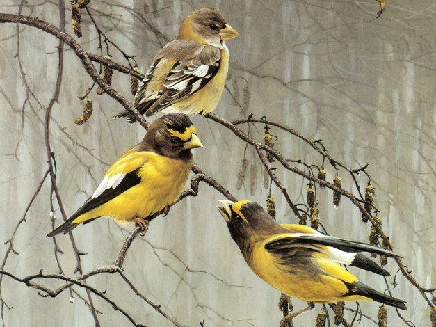 Обои картинки фото рисованные, животные, птицы