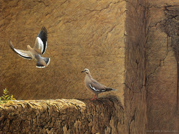 Обои картинки фото рисованные, животные, птицы